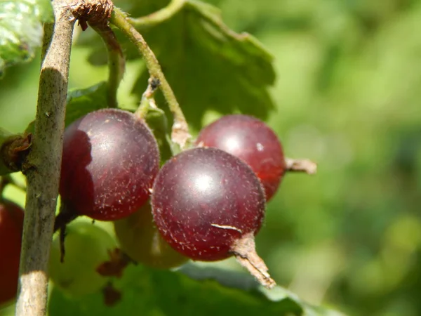 Cueillette Des Baies Groseille Dans Jardin Potager — Photo