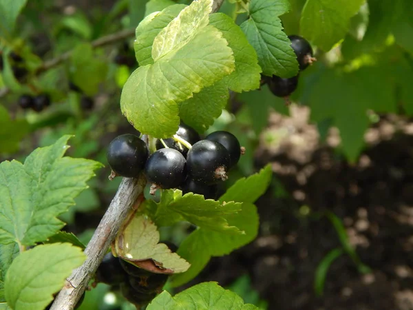 Johannisbeeren Pflücken Garten Und Gemüsegarten — Stockfoto