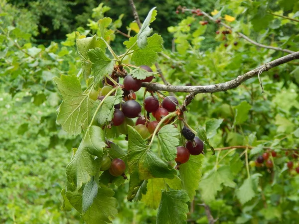 Cueillette Des Baies Groseille Dans Jardin Potager — Photo