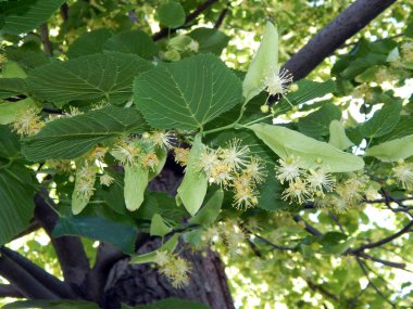 Çiçekler ıhlamur ağacı çiçek
