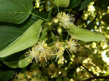 Çiçekler ıhlamur ağacı çiçek