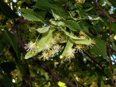 Çiçekler ıhlamur ağacı çiçek
