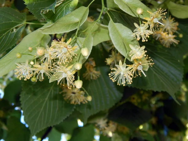 Çiçekler ıhlamur ağacı çiçek