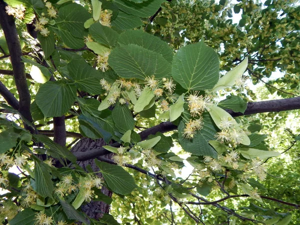 Flores Tilo Floreció Árbol — Foto de Stock