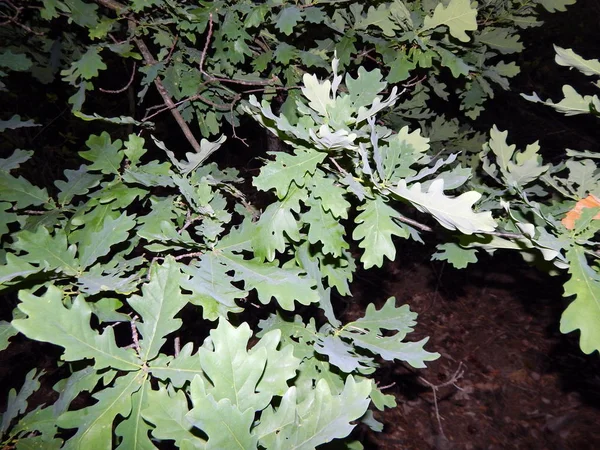 Dans Forêt Nocturne Arbres Souches — Photo