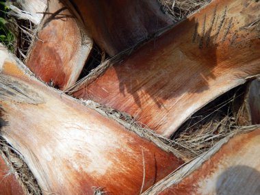 Bitkiler ve çiçekler Türkiye, Fethiye şehir Bahçe peyzaj