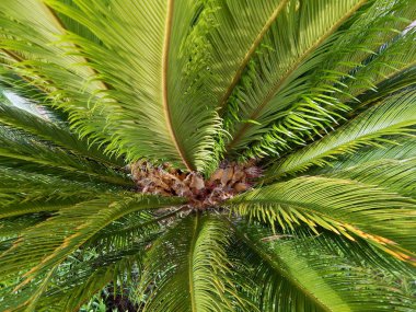 Bitkiler ve çiçekler Türkiye, Fethiye şehir Bahçe peyzaj
