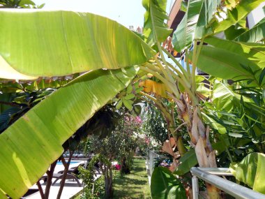 Bitkiler ve çiçekler Türkiye, Fethiye şehir Bahçe peyzaj