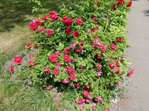 花の薮との花の花束 — ストック写真