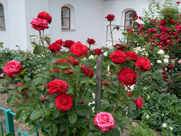 Blumenstrauch Und Blumenstrauß — Stockfoto