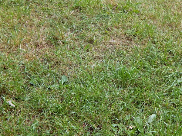 Textura de hierba verde en el parque — Foto de Stock