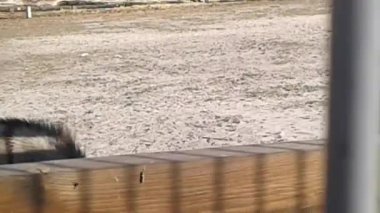 Bir çevrenin ve doğanın arka planındaki hayvanlar