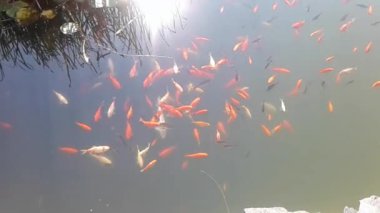 Bir çevrenin ve doğanın arka planındaki hayvanlar