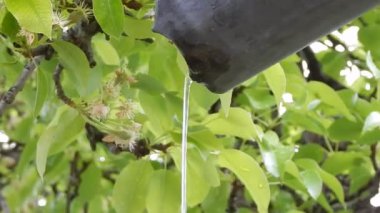 Çiçekler ve Peyzaj Bahçe tasarımı 