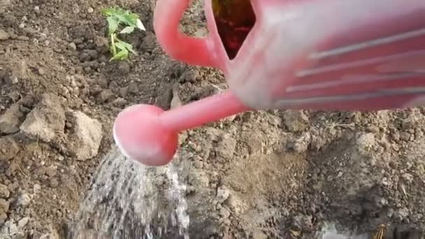 Gartenbewässerung Aus Der Gießkanne Für Blumen Und Gartengestaltung — Stockvideo