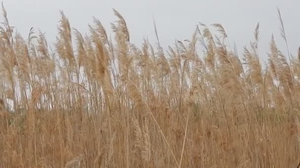 Blumen Und Gartengestaltung — Stockvideo