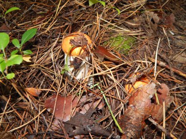 Toplama ve sonbahar yenilebilir mantar hazırlanması