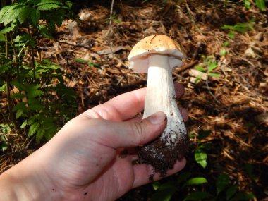 Porcini mantarı vejetaryen yemek için seçiyor.