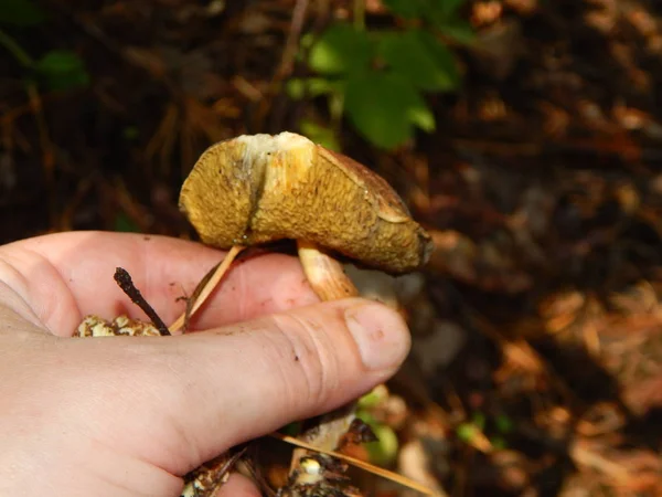 Sammlung Und Zubereitung Von Essbaren Pilzen Herbst — Stockfoto