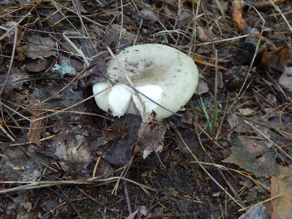 Collection Preparation Autumn Edible Mushrooms — Stock Photo, Image