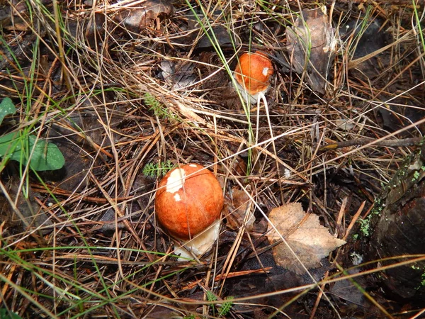 Recolección Hongos Leccinum Para Cocina Vegetariana — Foto de Stock