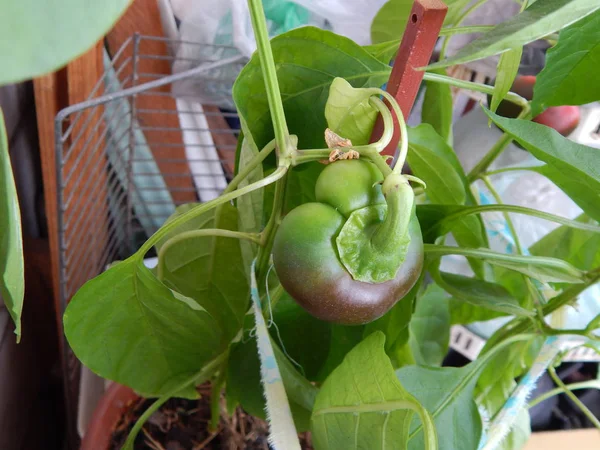 Pepe Cespuglio Frutta Coltivata Sul Balcone Della Casa — Foto Stock