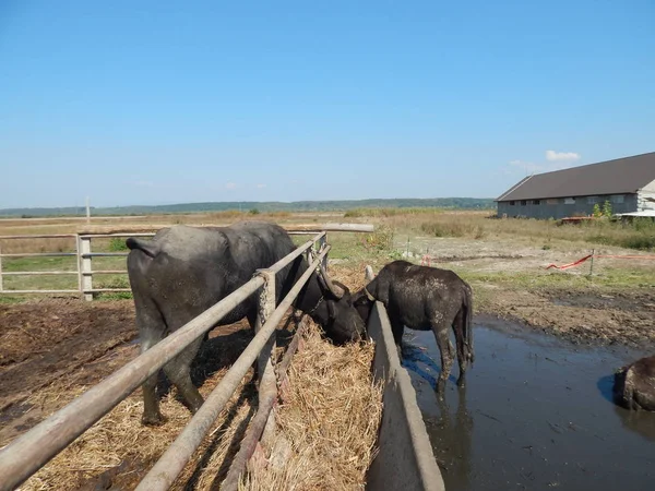 Granja Búfalos Búfalos Pastando Jaulas Aire Libre —  Fotos de Stock