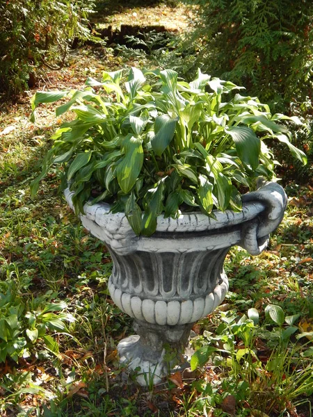 花瓶和设计中的植物园植物 — 图库照片