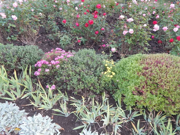 Plantas Jardín Botánico Jarrones Diseño — Foto de Stock