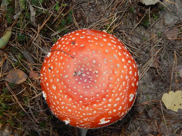 Amanita Paddestoelen Gekweekt Herfst Bos — Stockfoto