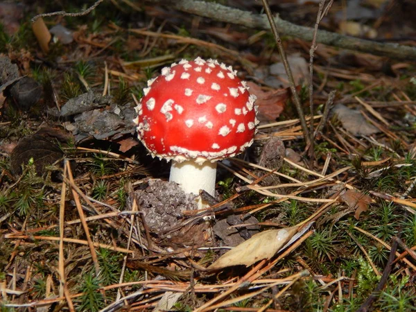 秋の森で育ったテングタケ属のキノコ — ストック写真