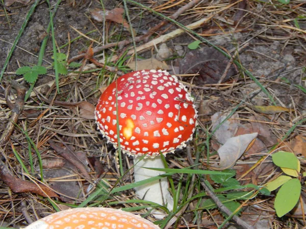 Setas Amanita Cultivadas Bosque Otoñal — Foto de Stock