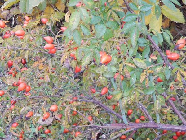 Herbstpflanzen Und Ihre Früchte Parzellen — Stockfoto