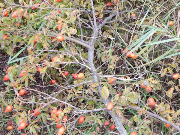 Plantas Outono Seus Frutos Parcelas Terra — Fotografia de Stock