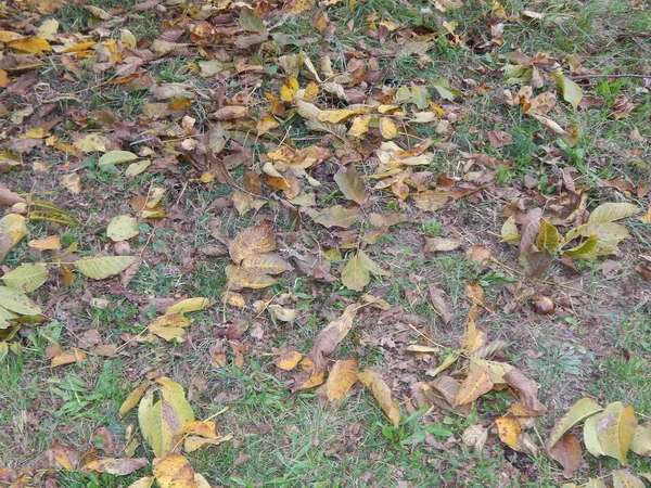 秋の植物とフルーツ 土地のプロット — ストック写真