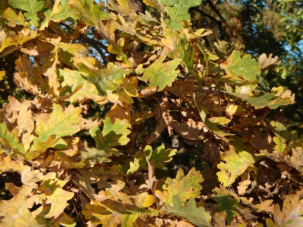 秋季植物及其果实 土地地块 — 图库照片