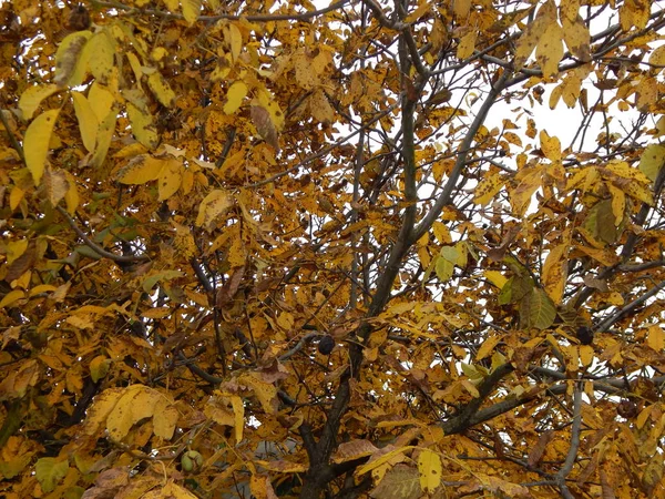 Plantas Otoño Sus Frutos Parcelas —  Fotos de Stock