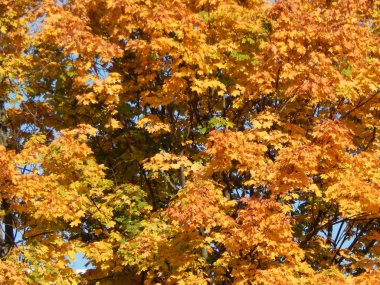 Sonbahar yaprakları ağaçların dokusuna