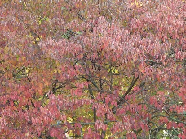 Textuur Van Herfst Bladeren Van Bomen — Stockfoto