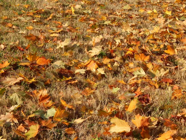 Textuur Van Herfst Bladeren Van Bomen — Stockfoto