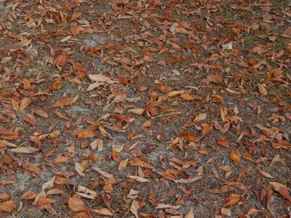 Textur Des Laubes Der Bäume Herbst — Stockfoto