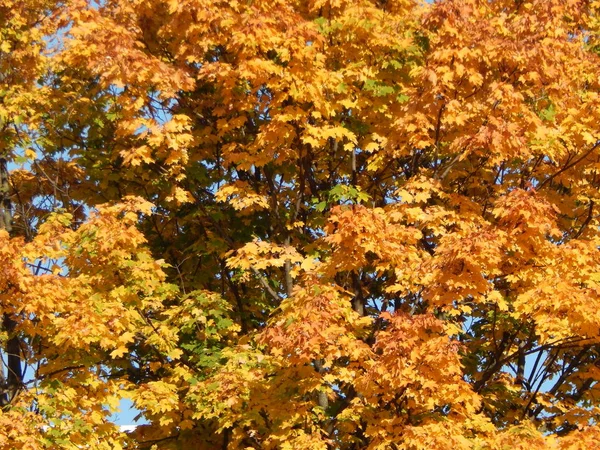 Textuur Van Herfst Bladeren Van Bomen — Stockfoto