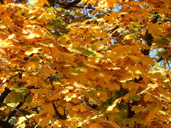 Textura Folhagem Outono Árvores — Fotografia de Stock