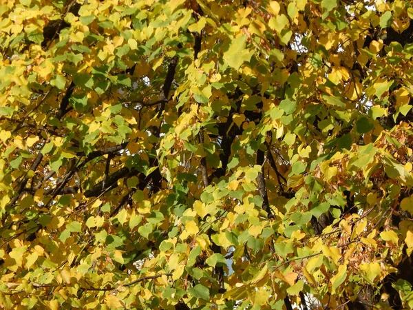 Υφή Από Φθινοπωρινά Φυλλώματα Των Δέντρων — Φωτογραφία Αρχείου