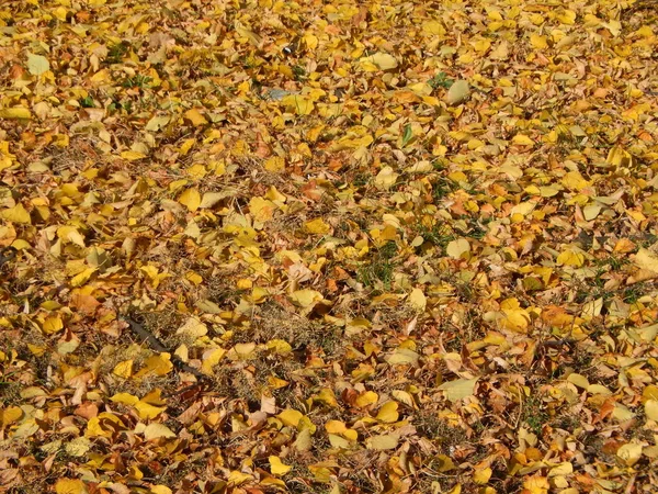 Textuur Van Herfst Bladeren Van Bomen — Stockfoto