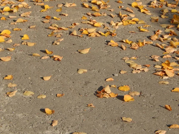 Textur Des Laubes Der Bäume Herbst — Stockfoto