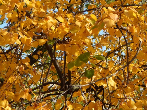 Textura Folhagem Outono Árvores — Fotografia de Stock