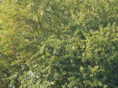 Sonbahar ağaç bitki örtüsü doku