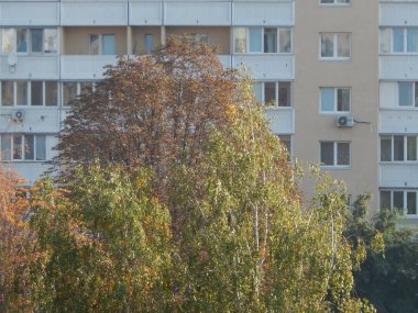 Sonbahar ağaç bitki örtüsü doku