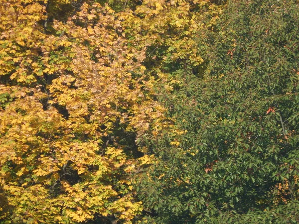 秋のツリーの葉のテクスチャ — ストック写真